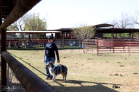3/2 Cattle
